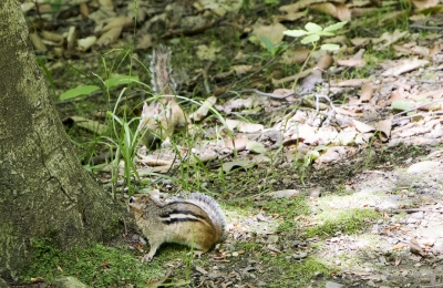 Chipmunk Vermont June 2017
